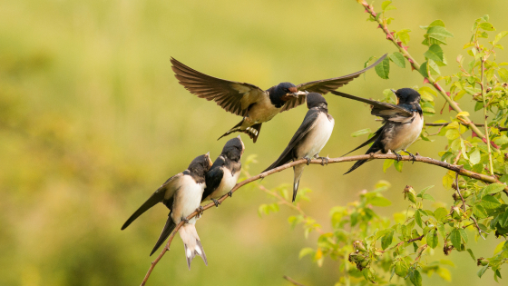 Gemeente Deerlijk - Groen en klimaat