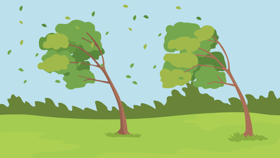 bomen in de wind